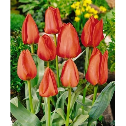 Red tulips against green foliage - Holland National