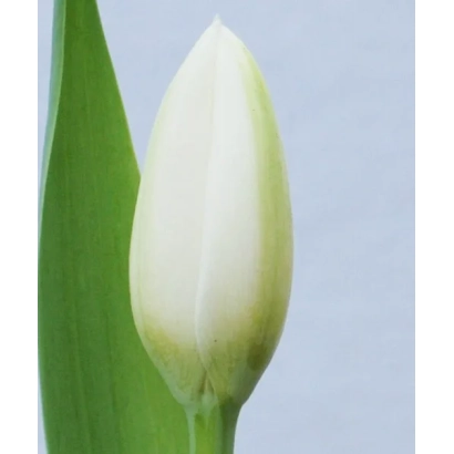 Белый тюльпан сорта Holland Snow на зелёном фоне - Hолланд Сноw