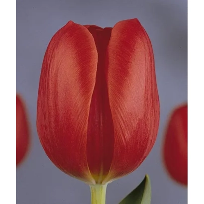 Red tulip against a blurred background of petals - Hollandia