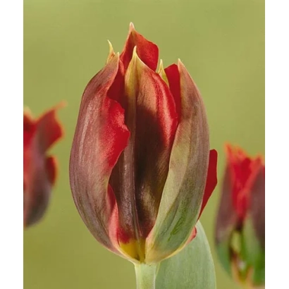 Hollywood tulip on green background