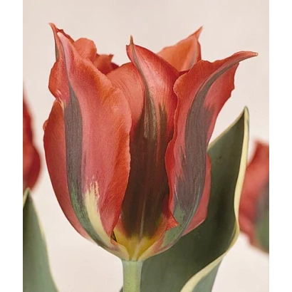 Красно-коричневый тюльпан сорта 'Hollywood Star' на светлом фоне - Hолльwоод Стар