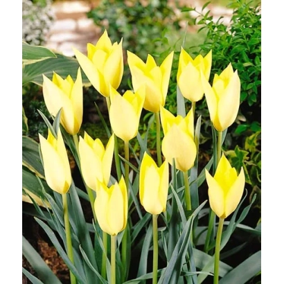 Желтые тюльпаны на фоне зелени - Хонки Тонк