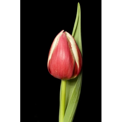Тюльпан сорта Хоорн на черном фоне