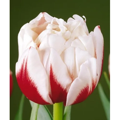 Белый тюльпан с красными краями лепестков на зелёном фоне - Хоризон