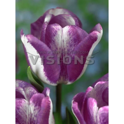 Purple and white tulips against a green background - Hot Pants