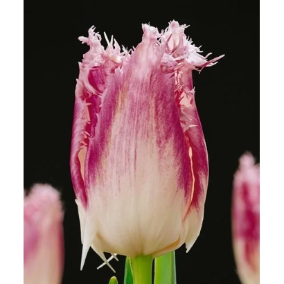 Tulip with pink and white petals on a black background - Huis Ten Bosch