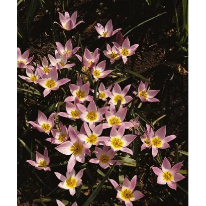Pink Humilis tulips on dark background