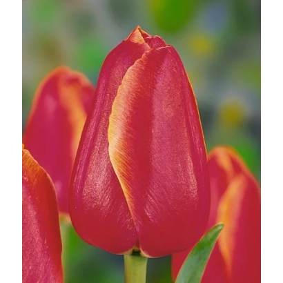 Red-orange tulips against a green background - Hunter
