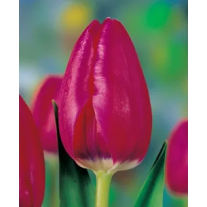 Close-up of a bright pink tulip against a blurred floral background - Huntsville
