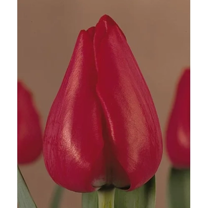 Red tulip variety Ibiza in background