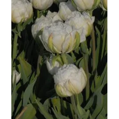 White tulips of the Ice Age variety against green foliage