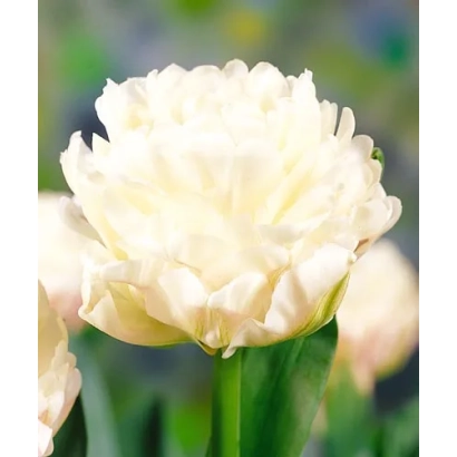 White tulip on green background - Ice Cream