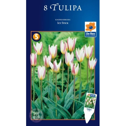 Seed packet for tulips Tulipa - Ice Stick