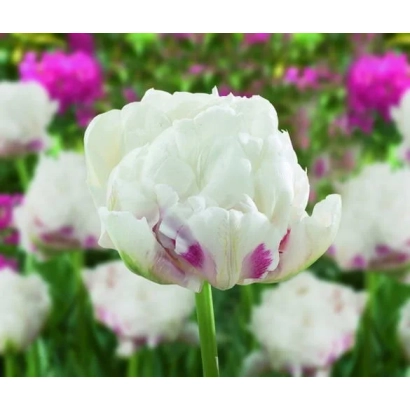 White tulip with purple speckles against a field of blooming flowers - Ice Wonder