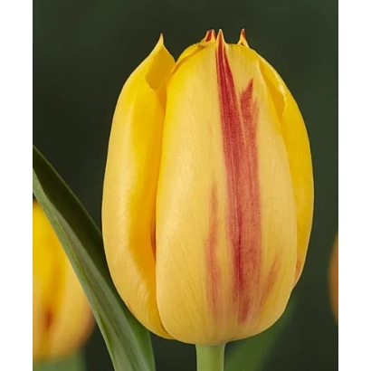 Yellow tulip with red stripes on petals - Ida