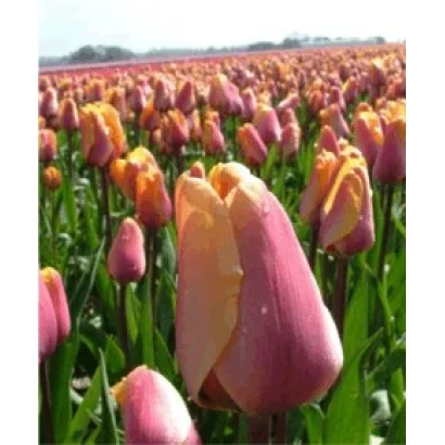 Field of Indian Summer tulips