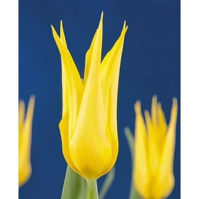 Yellow tulip on blue background - Inimitable
