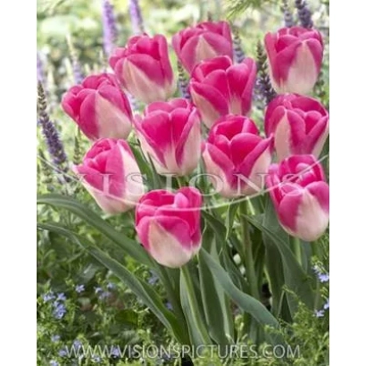 Pink and white tulips against a lavender background - Innuendo