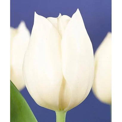 White tulips on a blue background - Inzell