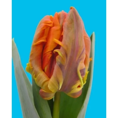 Tulip variety Irene Parrot on blue background