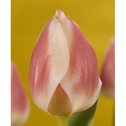 Тюльпан сорта Исабелла на желтом фоне - Исабэлла