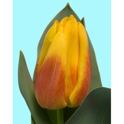 Желто-красный тюльпан на светло-голубом фоне - Исэ Лолль