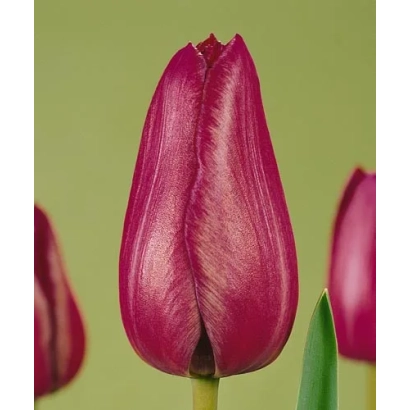 Тюльпан темно-розового цвета на зелёном фоне - Исис