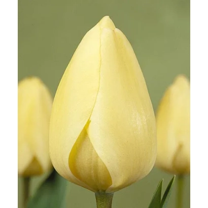 Желтый тюльпан на зеленом фоне - Иворь Флорадалэ