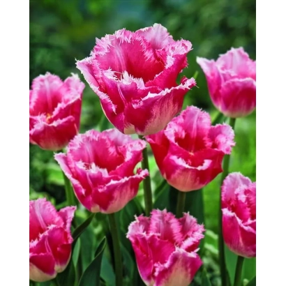 Розовые тюльпаны сорта Изуми на зеленом фоне