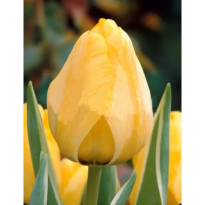 Желтый тюльпан Яап Гроот на фоне зелени