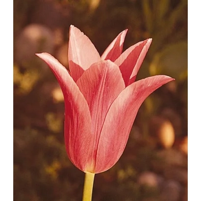 Pink tulip against green background - Jacqueline