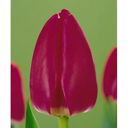 Tulip Jacques Streng on green background