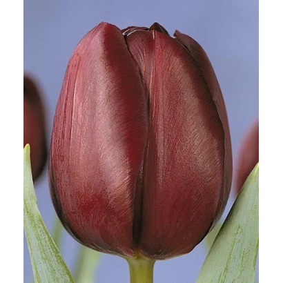 Close-up of a dark red tulip Jan Reus against a blurred background