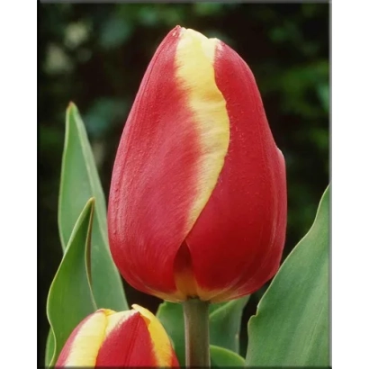 Tulip Jan Seignette against green foliage