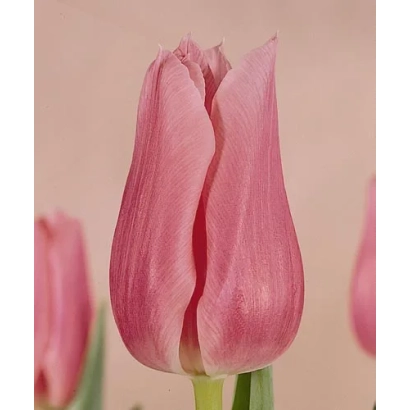 Pink tulips Jan van Zanten's Memory on a light background
