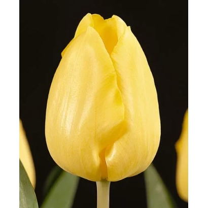 Yellow tulip on black background - Jantje Beton