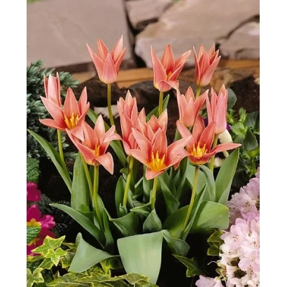 Pink tulips with yellow centers against green foliage - Jeantine