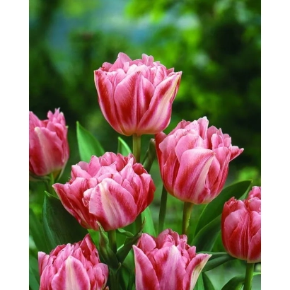 Pink tulips on a green background - Jetset