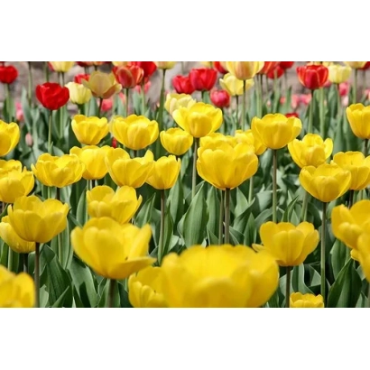Yellow tulips in the background of red and pink flowers - Jewel of Spring