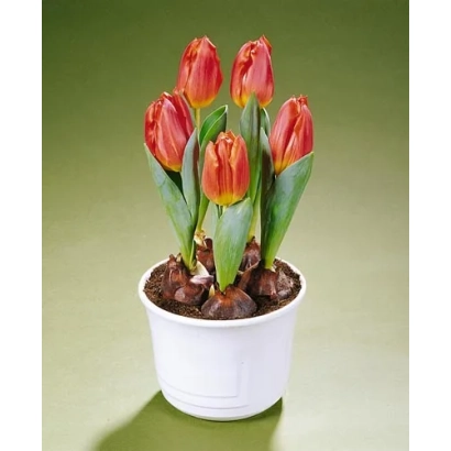 Tulips in a white pot on a green background - Jildou