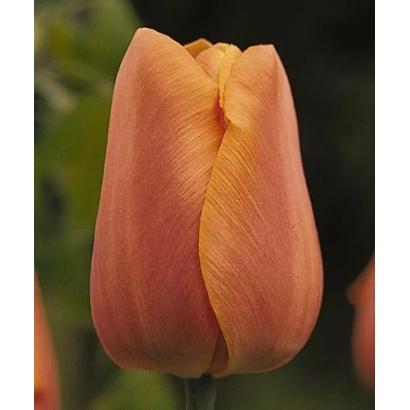 Orange tulip against a green background - Jimmy