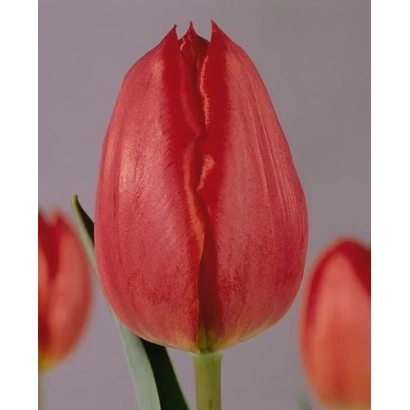 Red tulip on light gray background - Jingle Bell