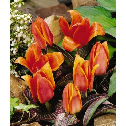 Тюльпаны оранжевого цвета с зелёными листьями на фоне камней и зелени - Ёаннэ Wоодwард