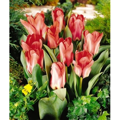 Красно-розовые тюльпаны на зелёном фоне - Ёб'с Мэморь