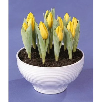 Белая чаша с желтыми тюльпанами на фиолетовом фоне - Ёффрэ