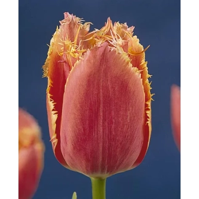 Тюльпан с рваными краями лепестков на синем фоне - Ёhанн Гутэнбэрг