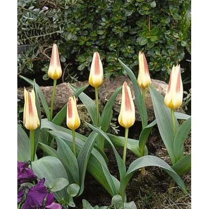 Тюльпаны желто-розового цвета на фоне зелени - Ёhанн Страусс