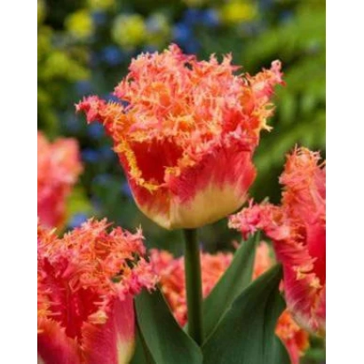 Тюльпаны с красно-оранжевыми лепестками на фоне зелени - Ёинт Дивисион