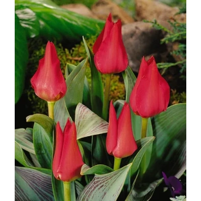 Red tulips against green foliage - Joli Coeur