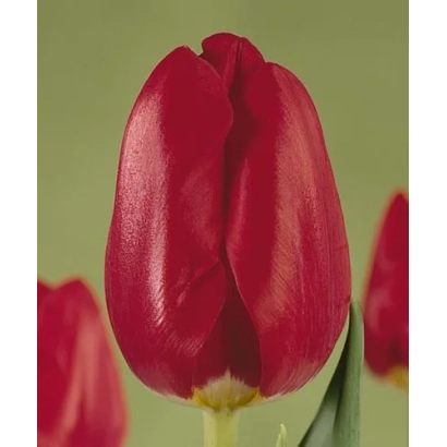 Close-up of a red tulip on a green background - Jonkheer Van den Bosch